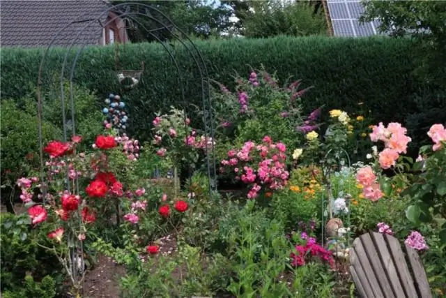 Муравьи доминируют в управлении отходами в тропических лесах