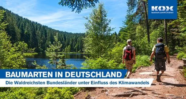 Изменение климата: пихта побеждает европейскую ель и европейский бук