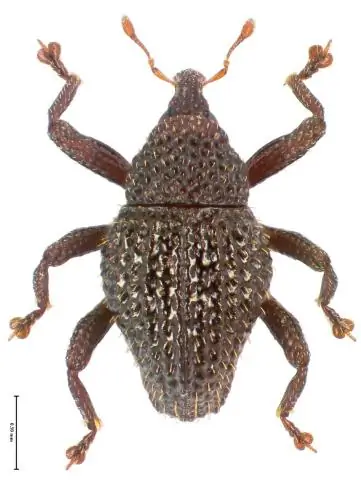 Биологи открывают новые механизмы транспорта белков в растительных клетках