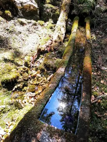 Единственный путь - вверх: деревья помогают рептилиям процветать