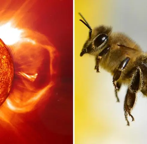 Первые муравьи-мутанты пролили свет на эволюцию социального поведения