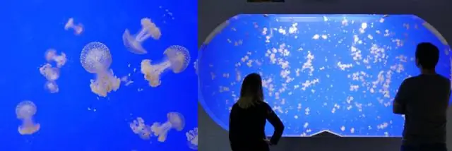 Луг танцующих хрупких звезд показывает эволюцию в действии