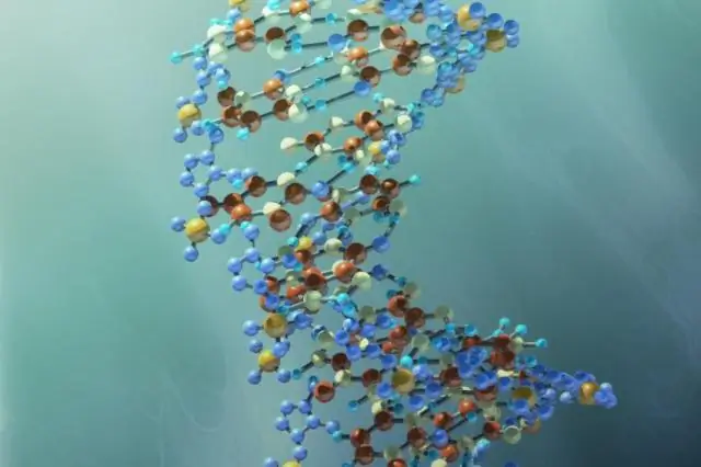 «Кислотный пластырь» регулирует доступ к генетической информации