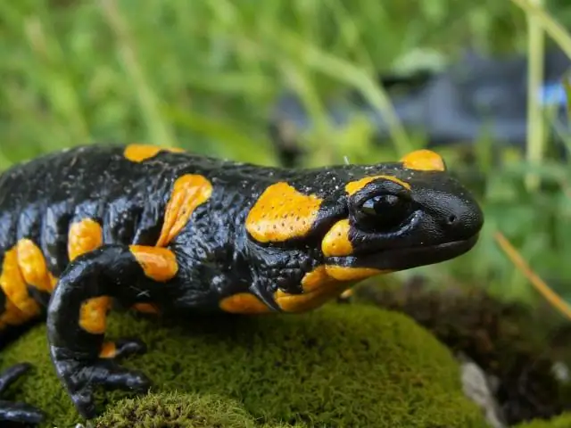 Лягушки, которые приспосабливаются к пестицидам, более уязвимы для паразитов: лесные лягушки, у которых выработалась толерантность к пестицидам, становятся более восприимчивыми к опасному вирусу