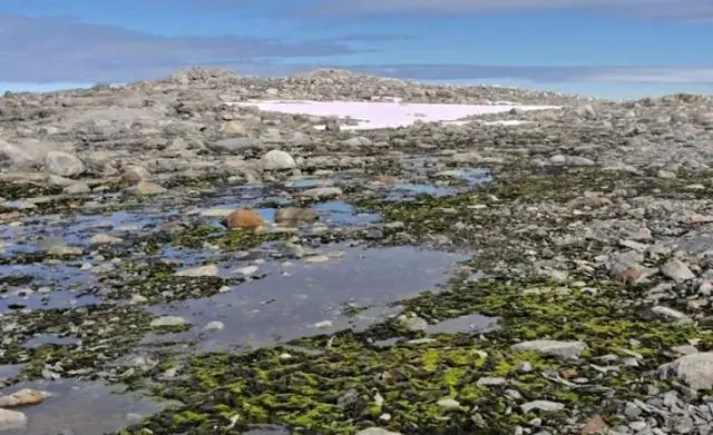 Мхи используются для оценки атмосферных условий в городских районах