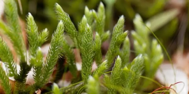 На Шетландских островах обнаружено новое растение