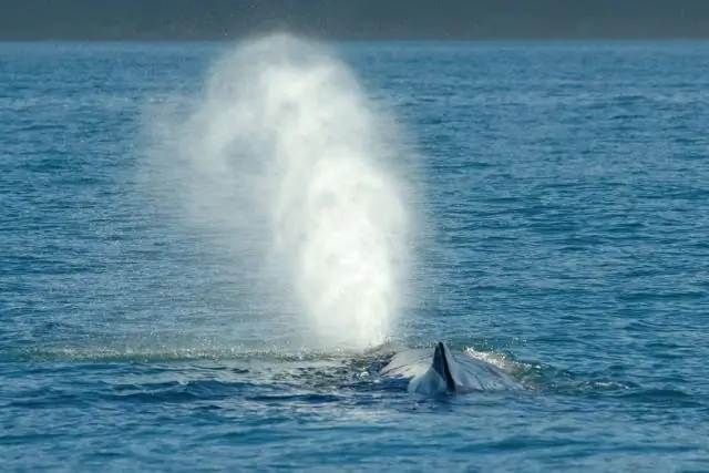 Киты поворачиваются хвостом к шуму добычи в океане