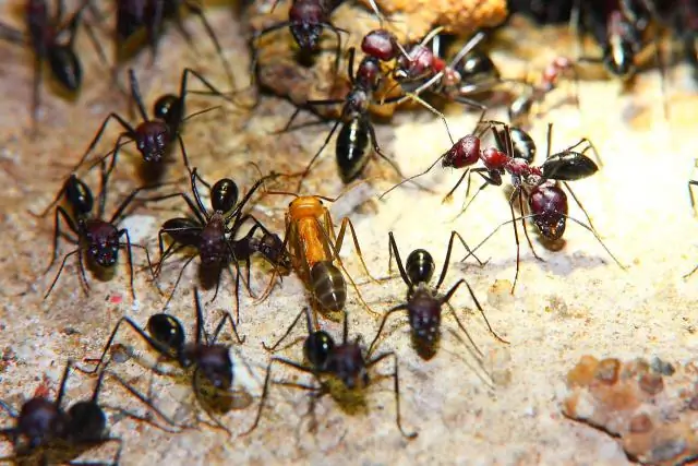 Идентифицированы обонятельные рецепторы, которые позволяют муравьям чувствовать запах и распознавать рабочих, самцов и их матку