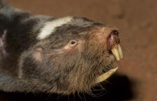 Камышовки чувствуют магнитное склонение