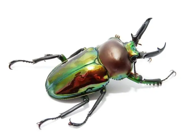 Самцы дрозофилы могут учуять хорошего партнера на основе ее метаболизма: передача сигналов инсулина в различных тканях влияет на профиль феромонов самки