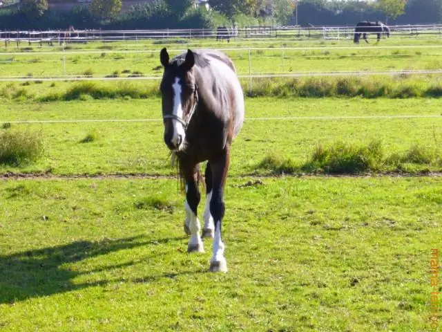 Гистон 1, хранитель стабильности генома