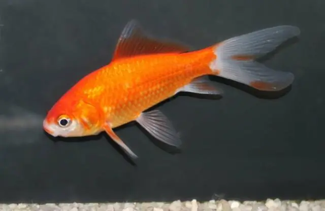 Исследование лесных лягушек проясняет риски, связанные с потеплением климата