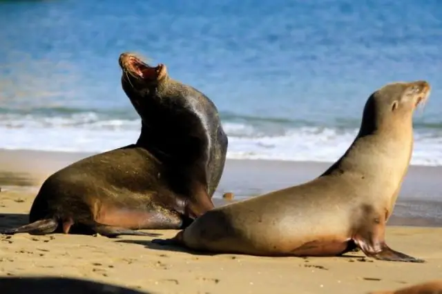 И шимпанзе, и люди спонтанно имитируют действия друг друга