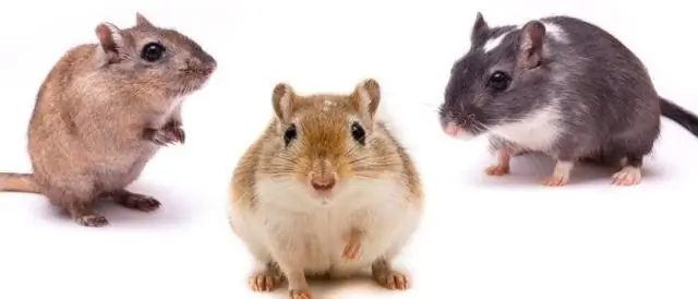 Как растения отключают ненужные им гены