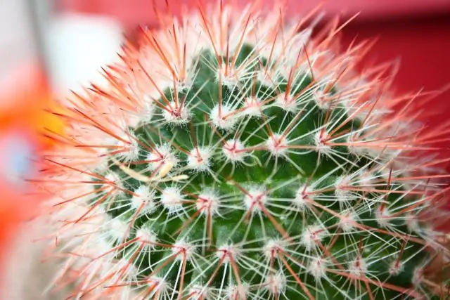 Бактерии-киборги превосходят растения в превращении солнечного света в полезные соединения