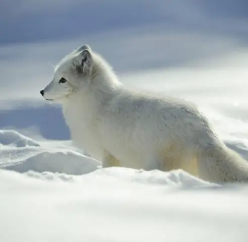 Как бактерия может жить на метаноле