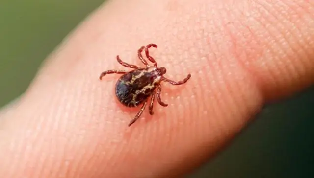 Разработана модель инфекции для переносимых клещами флавивирусов