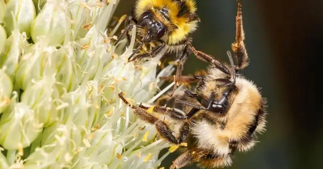 Как люди и их кишечные микробы могут реагировать на растительные гормоны
