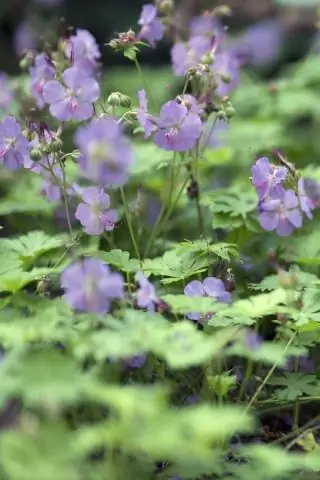 Без микробов? Для гусениц нет проблем