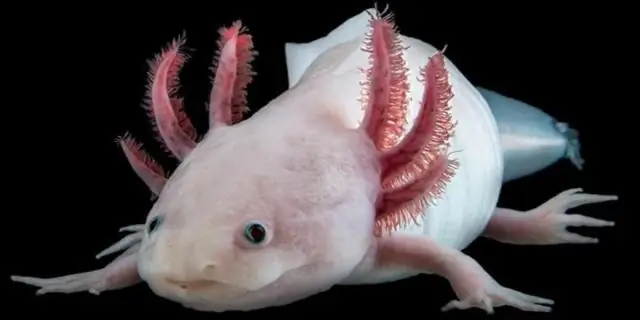 Генетическая карта выявила признаки жаростойкости у гороха