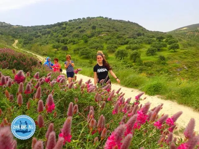 Ясно, а придут? Местные растения нуждаются в повторном посеве после удаления рододендрона, показало исследование