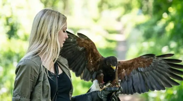 Форма крыльев помогает стрижам скользить сквозь бури, показало исследование