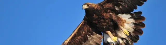 Как рыбы распознают токсичную добычу