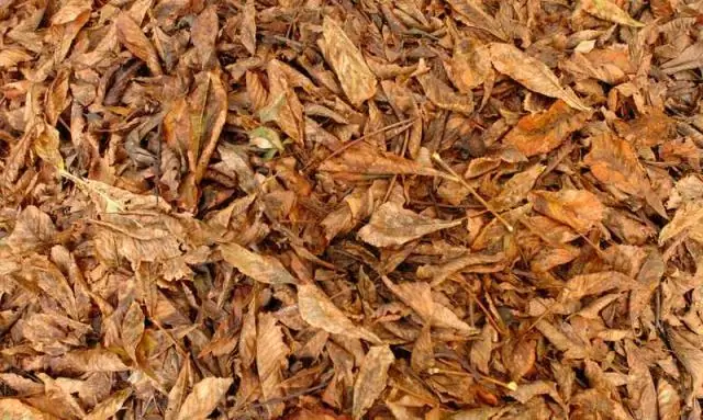 Под Андским плато скрыто больше, чем ожидалось: сейсмические данные указывают на способы образования огромных объемов континентальной коры