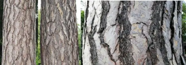 Поведение корней меняется по мере старения древесных деревьев: скорость расширения корней в ночное и дневное время