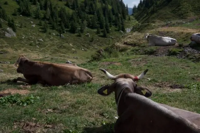 Сельское хозяйство, сыр, жевание изменили форму человеческого черепа