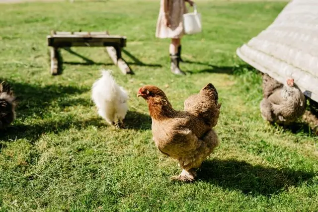 Устойчивость к антибиотикам растет у «одиноких» мутирующих микробов