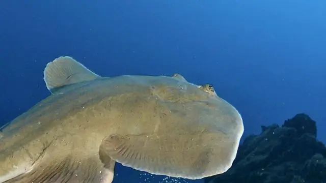 Новое открытие динозавров предполагает, что новые виды живут вместе, как современные птицы