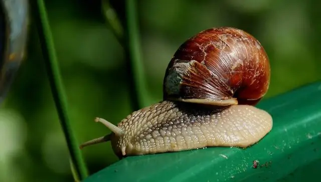 Как животные отбирают хорошие микробы, отбраковывают вредные
