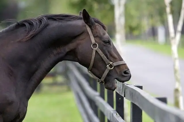 Исследования в древних лесах показывают связь между изменением климата и лесными пожарами