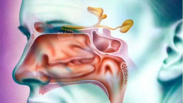 Обоняние является ключевым фактором в навигации птиц, показывает новое исследование
