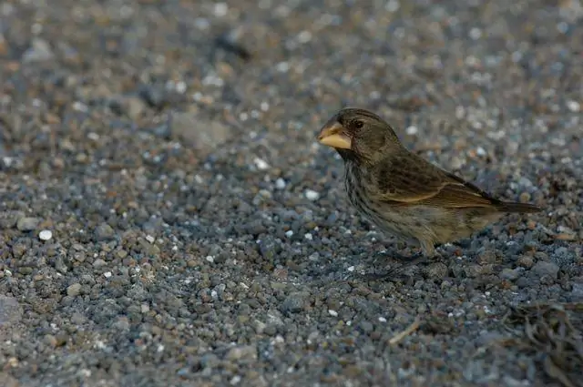 Некоторые птицы лучше других приспосабливаются к деградации среды обитания