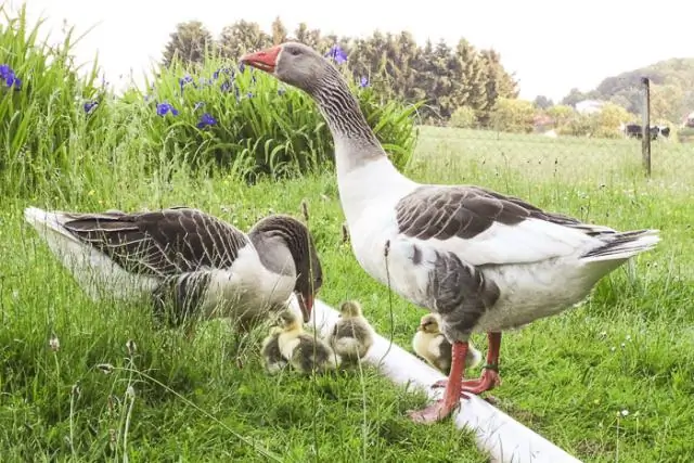 Датчики листьев могут сообщать фермерам, когда нужно поливать урожай