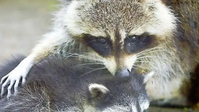 Как инвазивные виды угрожают летучим мышам