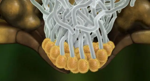 Ржавчина сои вызывает «перекатывающиеся» эпидемии, когда споры перемещаются на север