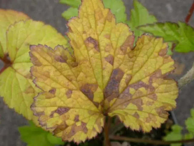 Зараженные ископаемые черви демонстрируют древние примеры симбиоза