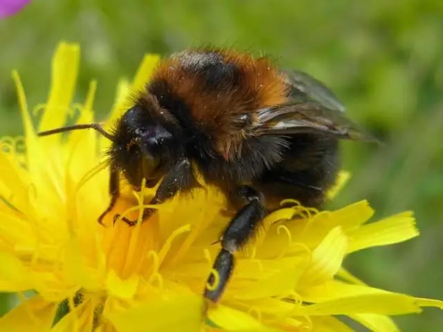 Перетряхиваем генеалогическое древо рыб: «живое ископаемое» не так старо, как мы думали