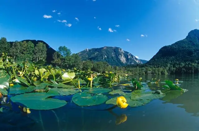 По следам китовых акул