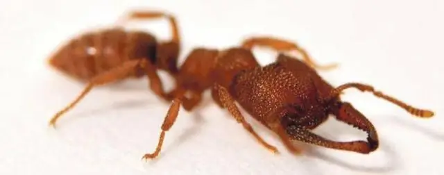 Как некоторые муравьи захлопывают свои челюсти в мгновение ока: 3D-рентгеновское изображение и высокоскоростные камеры используются, чтобы разгадать анатомию этих необычных муравьиных отбивных