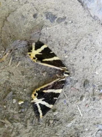 Человеческие кости на юге Мексики: сталагмит показывает их возраст 13 000 лет: исследователи датируют доисторический скелет, найденный в пещере в Юкате&aacute;n