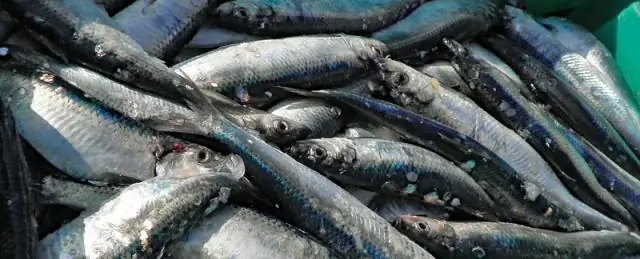 Больше «проигравших», чем «победителей» предсказано для животных морского дна Южного океана