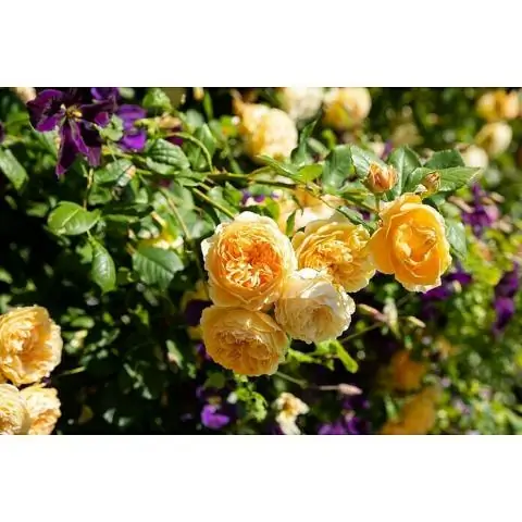 Технология CRISPR, используемая для изменения цвета цветка