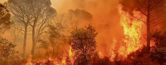 Вырубка лесов давно игнорируется как фактор, способствующий изменению климата