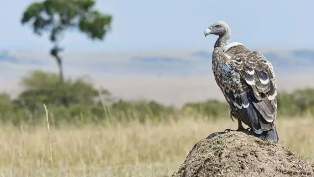 Высоколетящие утки пересекают Гималаи