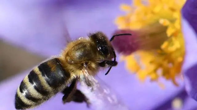 Раскрытие основной причины отступления морского льда в Северном Ледовитом океане