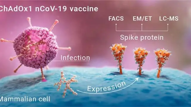 Молекулярная карта показывает, как вывести из строя опасное биологическое оружие: трехмерная головоломка показывает, где можно остановить бактерию